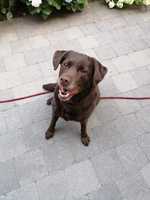 LABRADOR BO